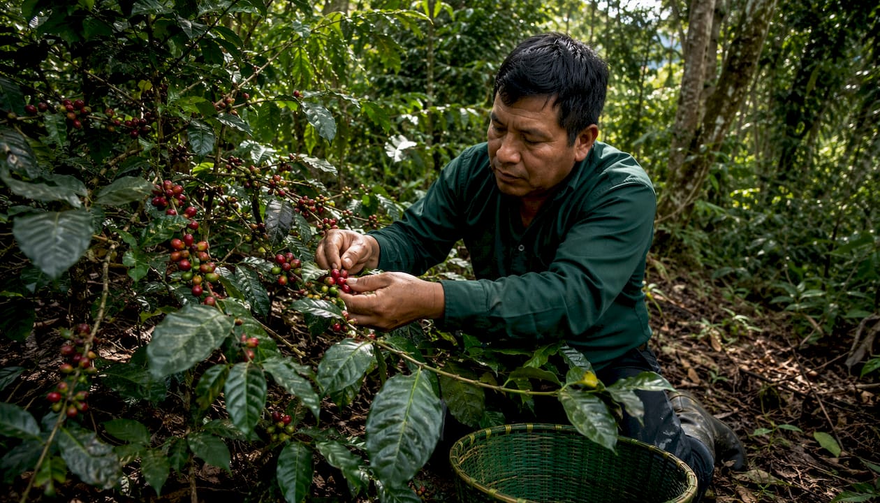 Hands harvesting ripe coffee cherries