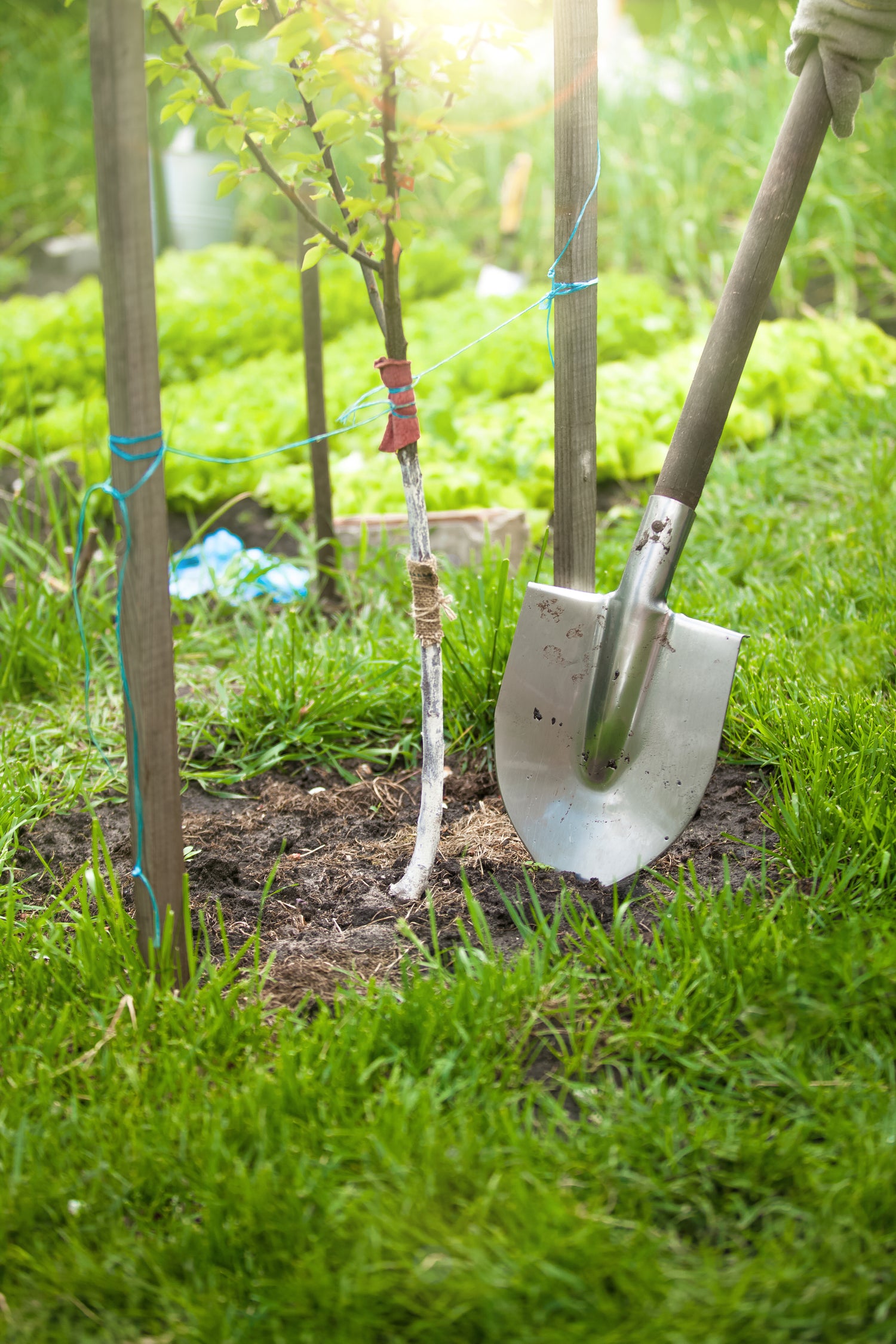 Gardening scene with a shovel leaning against a tree in a garden.